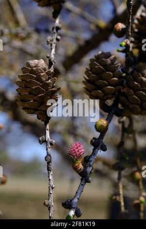 Des cônes anciens et nouveaux sur un mélèze commun (Larix decidua) viennent de bourgeonner au début du printemps à l'Arboretum, Ottawa (Ontario), Canada. Banque D'Images