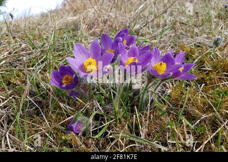La belle fleur pourpre moelleux Oriental Pulsatilla patens pappeflower Banque D'Images