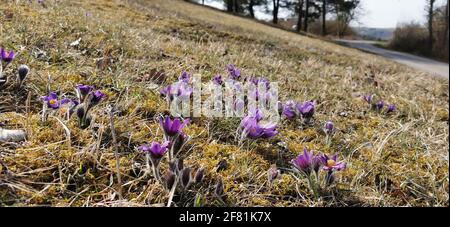 La belle fleur pourpre moelleux Oriental Pulsatilla patens pappeflower Banque D'Images