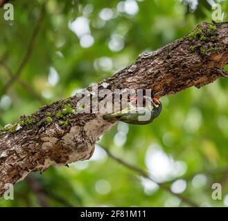 Oiseau (barbet Coppermith, barbet croisé cramoisi, Coppermith, Megalaima haemacephala) mère oiseau volant pour nourrir bébé oiseau à trun arbre creux Banque D'Images