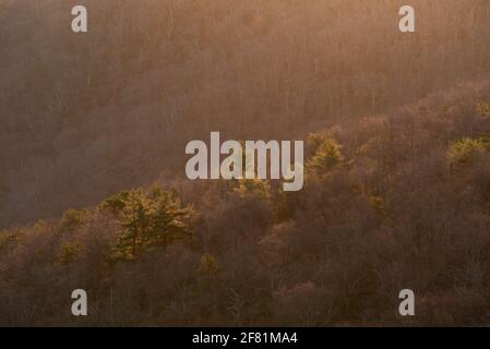 Magnifique lumière du matin illuminant les pins dans le parc national de Shenandoah pendant l'hiver au lever du soleil. Banque D'Images
