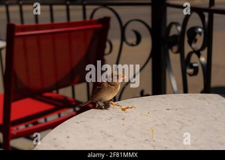 Petit oiseau sauvage mangeant de la chapelure sur la table à l'extérieur du café-restaurant, Toronto, ON, Canada. Banque D'Images