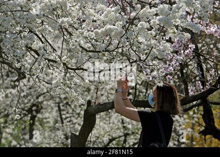 Bucarest, Roumanie. 10 avril 2021. Une femme portant un masque prend des photos de fleurs dans un parc de Bucarest, Roumanie, le 10 avril 2021. Le nombre total de cas confirmés de COVID-19 en Roumanie a dépassé le million samedi, atteignant 1,002,865 après 4,310 infections fraîches, les dernières données officielles publiées samedi.le rapport officiel porte également le nombre total de décès associés au virus à 25,006, dont 139 décès au cours des 24 dernières heures. Credit: Cristian Cristel/Xinhua/Alay Live News Banque D'Images