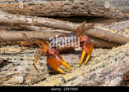 Le crabe brun, Cardisoma carnifex, est également connu sous le nom de crabe châtaignier ou crabe à griffes rouges, Fidji. Ce crabe est une espèce de crabe terrestre que l'on trouve dans Banque D'Images