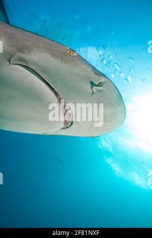 Un regard de près sur un citron, un requin, Negapron, brevirostris, passant par la tête sous l'eau, West End, Grand Bahamas, Océan Atlantique. Banque D'Images