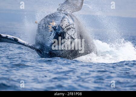 Cette baleine à bosse braconneuse, Megaptera novaeangliae, est sur le point de faire une très grande éclaboussure, Hawaï. Banque D'Images