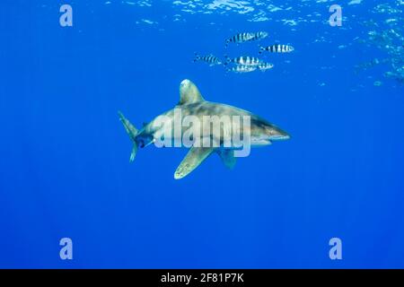 Sept poissons pilotes, Naucrates ravisseur, accompagnent un requin-blanc océanique, Carcharhinus longimanus, à plusieurs kilomètres de la Grande île, en pleine mer, Hawa Banque D'Images