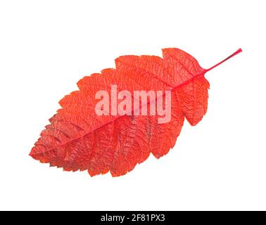 Branche de rowan rouge haut en couleur isolée sur blanc. Banque D'Images