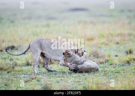 Les deux lions qui se battent dans les champs Banque D'Images