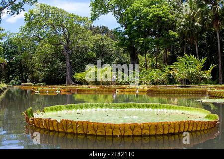 Nénuphars géants, les jardins botaniques, les pamplemousses, Ile Maurice, Afrique du Sud Banque D'Images