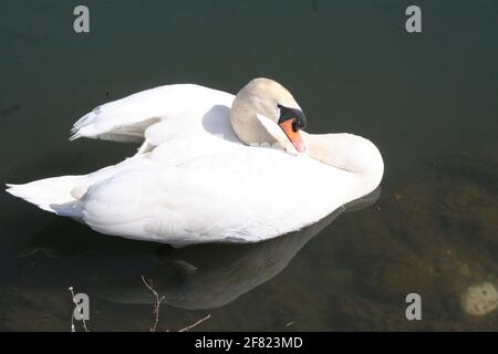 cygne Banque D'Images