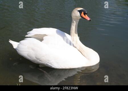 cygne Banque D'Images