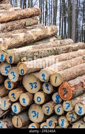 Arbres abattus numérotés dans une cour d'abattage ou un site d'exploitation forestière, troncs de tas de billes de bois dans la forêt, coupe transversale, déforestation, Allemagne, Europe Banque D'Images