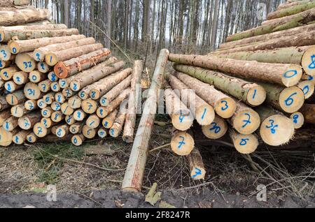 Arbres abattus numérotés dans une cour d'abattage ou un site d'exploitation forestière, troncs de tas de billes de bois dans la forêt, coupe transversale, déforestation, Allemagne, Europe Banque D'Images