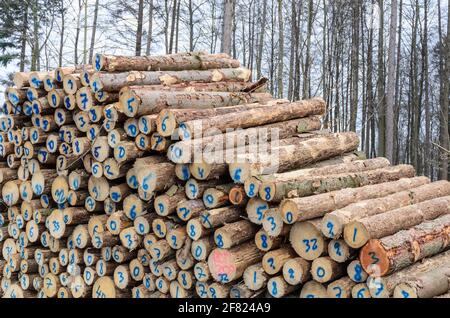 Arbres abattus numérotés dans une cour d'abattage ou un site d'exploitation forestière, troncs de tas de billes de bois dans la forêt, coupe transversale, déforestation, Allemagne, Europe Banque D'Images