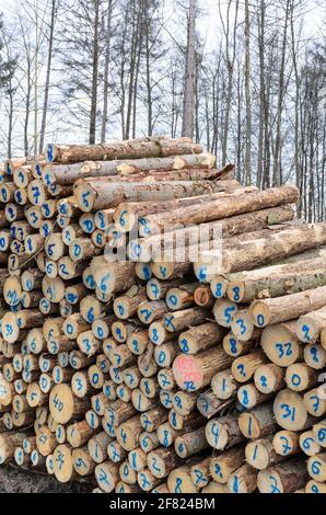 Arbres abattus numérotés dans une cour d'abattage ou un site d'exploitation forestière, troncs de tas de billes de bois dans la forêt, coupe transversale, déforestation, Allemagne, Europe Banque D'Images