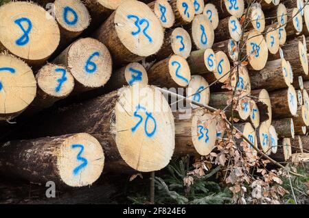 Arbres abattus numérotés dans une cour d'abattage ou un site d'exploitation forestière, troncs de tas de billes de bois dans la forêt, coupe transversale, déforestation, Allemagne, Europe Banque D'Images