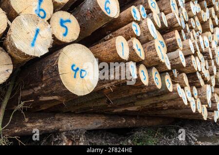 Arbres abattus numérotés dans une cour d'abattage ou un site d'exploitation forestière, troncs de tas de billes de bois dans la forêt, coupe transversale, déforestation, Allemagne, Europe Banque D'Images