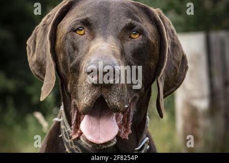 Un portrait d'un chien de chasse Allemand Shorthaéred pointeur (Deutsch Kurzhaar) Banque D'Images