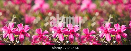 Image d'un beau tapis de phlox rose dans un jardin à la maison. Banque D'Images