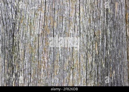 Détail de bois très abîmé montrant des fissures le long du grain Banque D'Images