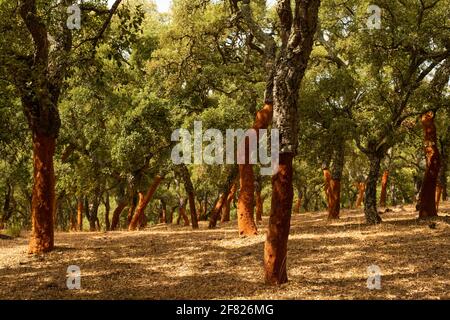 Une belle forêt de chênes-lièges avec ses écorces rouges pelées Banque D'Images