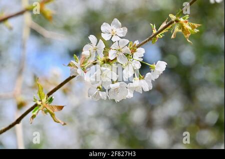 Fleurs, Sidcup, Kent. ROYAUME-UNI