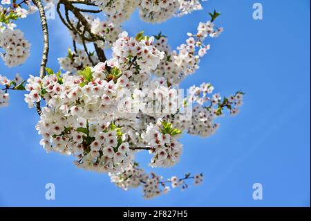 Fleurs, Sidcup, Kent. ROYAUME-UNI