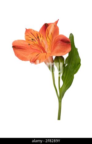 Fleur d'alstroemeria de branche. Bouton marron rouge, arrière-plan blanc isolé, gros plan en studio vertical. Banque D'Images
