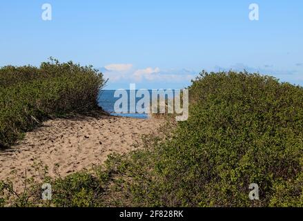 Chemin à travers la végétation côtière jusqu'à la plage de sable Banque D'Images