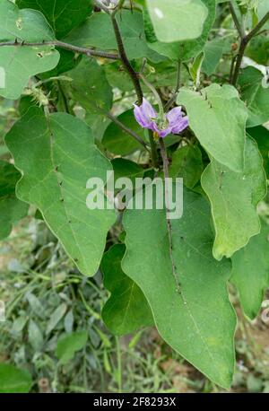 Un gros plan de brinjal cultivé à la maison communément appelé aubergine. L'aubergine est une espèce végétale de la famille des Solanaceae. M. De Solanum Banque D'Images