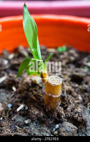 Gros plan de la plante de Bambusoideae qui pousse dans un pot. Les Bambusoideae sont une lignée de graminées forestières vivaces (Poaceae) endémiques à chaque continent ex Banque D'Images