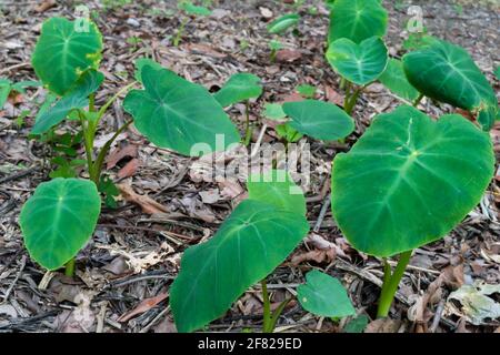 Colocasia esculenta est une plante tropicale cultivée principalement pour les cormes comestibles, un légume de racine plus communément connu sous le nom de taro, kalo, dasheen ou godere. Utilisé comme Banque D'Images