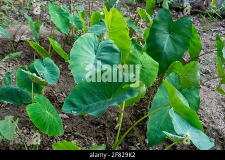 Colocasia esculenta est une plante tropicale cultivée principalement pour les cormes comestibles, un légume de racine plus communément connu sous le nom de taro, kalo, dasheen ou godere. Utilisé comme Banque D'Images