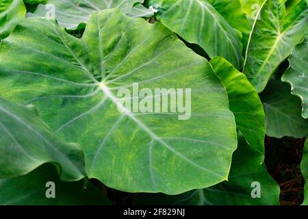 Colocasia esculenta est une plante tropicale cultivée principalement pour les cormes comestibles, un légume de racine plus communément connu sous le nom de taro, kalo, dasheen ou godere. Utilisé comme Banque D'Images