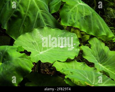 Colocasia esculenta est une plante tropicale cultivée principalement pour les cormes comestibles, un légume de racine plus communément connu sous le nom de taro, kalo, dasheen ou godere. Utilisé comme Banque D'Images