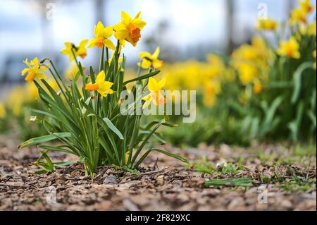 Belle vue sur le sol bas d'un bouquet de jonquilles jaune de printemps (Narcissus) fleurs poussant dans le sol paillé avec des copeaux de bois et feuilles déchiquetées Banque D'Images