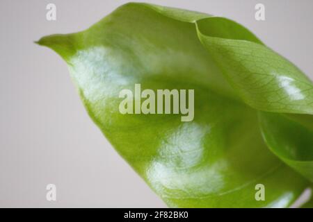Feuille de monstère déliciosa tropicale verte sur fond blanc. Feuille de plante Monstera, vert verternel tropical. Banque D'Images