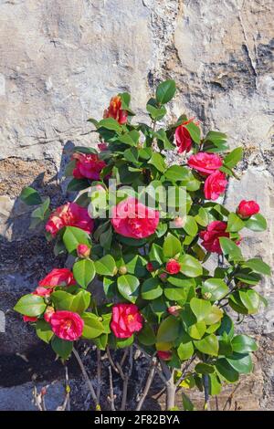 Fleurs rouges de camellia le jour ensoleillé du printemps contre l'ancien mur en pierre Banque D'Images