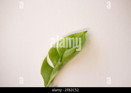 Feuille de monstère déliciosa tropicale verte sur fond blanc. Feuille de plante Monstera, vert verternel tropical. Banque D'Images