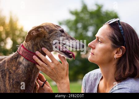 La femme aime son animal de compagnie. Chien le meilleur ami des gens. Greyhound espagnol Banque D'Images