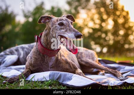 Un joli lévrier se repose sur une couverture à l'extérieur. Galgo espagnol. Chien de race au coucher du soleil Banque D'Images