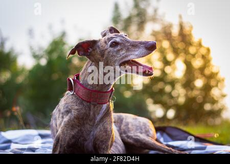 Chien curieux au coucher du soleil. Un joli lévrier est posé sur une couverture dans le jardin. Spanish Galgo en plein air Banque D'Images