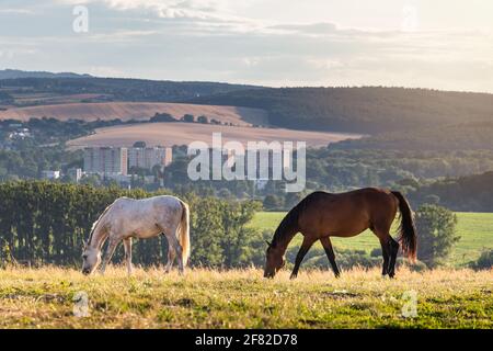 Deux chevaux paître sur le pâturage. Race de cheval brun et brun dans la nature. Thèmes animaux Banque D'Images