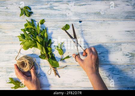 Femme nouant un bouquet d'herbe à la menthe sur une table en bois blanc. Mains liant les herbes par ficelle et ciseaux. Concept de fines herbes. Pose à plat Banque D'Images