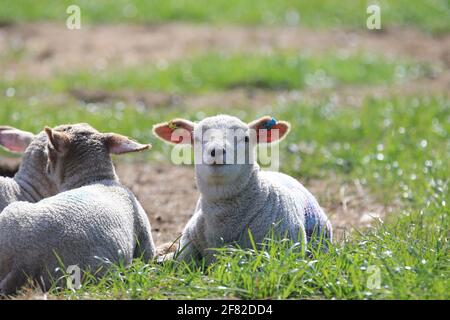 Stroud, Royaume-Uni, 11 avril 2021. Météo Royaume-Uni. Le soleil chaud arrive enfin pour les agneaux à bronzer après une matinée de brumeux conditions à Stroud, Gloucestershire. Credit: Gary Learmonth / Alamy Live News- Banque D'Images