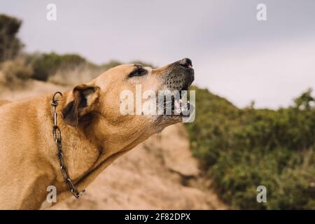 La chasse au chien de race cimarron uruguayenne sur le terrain. Concept de chasse au gros gibier Banque D'Images