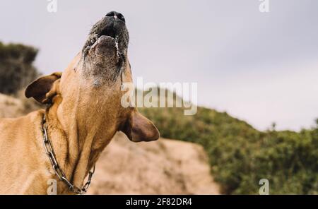 La chasse au chien de race cimarron uruguayenne sur le terrain. Concept de chasse au gros gibier Banque D'Images