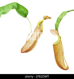 Usine de Pitcher de Nepenthes isolée sur fond blanc avec chemin de coupure Banque D'Images