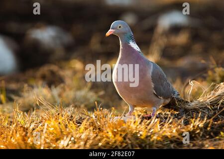 Pigeon en bois commun adulte, columba palumbus, debout sur l'herbe sèche avec des rochers Banque D'Images